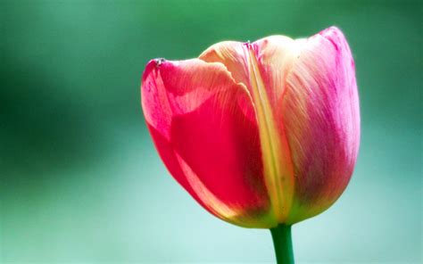 Pink Tulip Flower Wallpaper Flowers Wallpaper Better