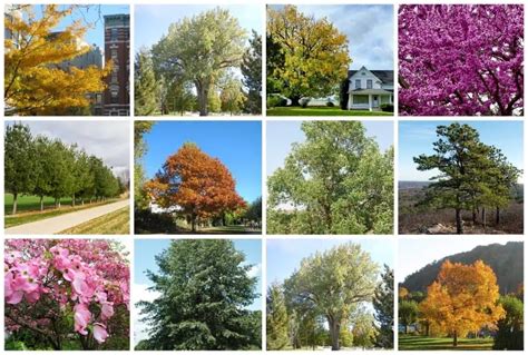 28 Best Common And Native Trees That Grow In Virginia