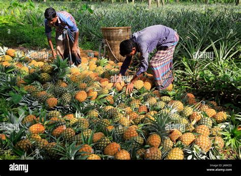 Pineapple Harvesting At Madhupur In Tangail Bangladesh Stock Photo Alamy
