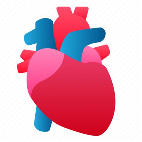 Biology Heart Human Organ Icon Download On Iconfinder