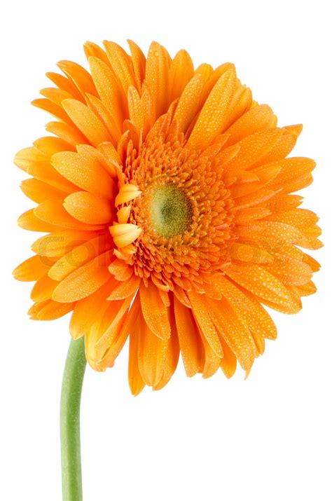 Orange Gerbera Daisy Flower Stock Image Colourbox