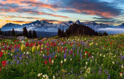 Nature Sky Clouds Mountain Flower Landscape Sunset Tree Hd