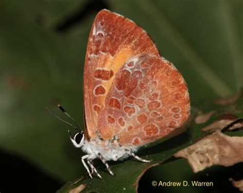 The Harvester Americas Only Carnivorous Butterfly Carnivorous