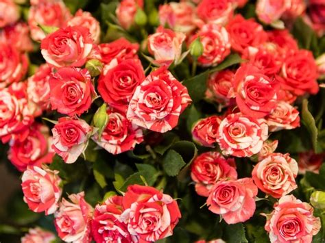 Unique Red Rose Bouquet Close Up Photo Free Download