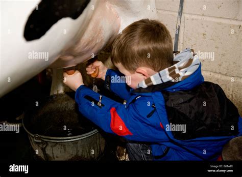 Un Jeune Garçon Dapprendre à Traire Une Vache Sur Un Simulateur De Vache Photo Stock Alamy