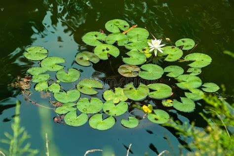 Lily Pads In Pod With One White Lotus Flower Stock Photo Image Of