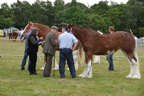 Horses 050 Alyth Agricultural Show 2019 John Mullin Flickr