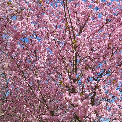 Prunus Beni Yutaka Buy Cherry Blossom Tree Flowering Cherry Trees