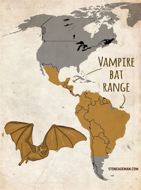 How To Survive Bat Attacks Bat Science Basics