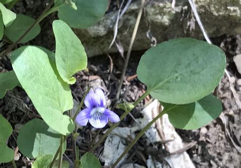 Mountain Blue Violet Viola Adunca Colorado Wildflower