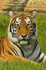 File:India tiger.jpg - Wikimedia Commons