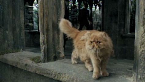 Hermione Grangers Shaggy Orange Cat Crookshanks Played By Cat Actors