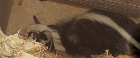 How Can Skunks Damage Under Your House