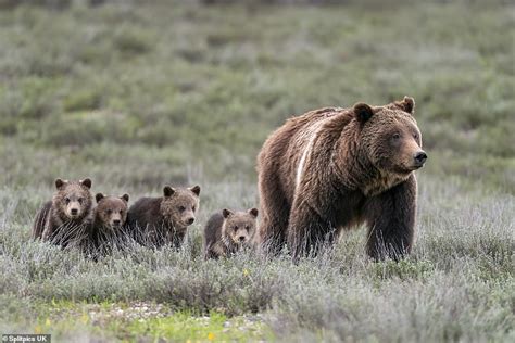 Incredible Wild Grizzly Bear Becomes World Famous After Giving Birth To