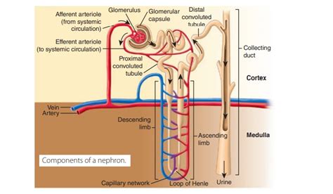 Structures Of The Nephron Anatomy And Physiology