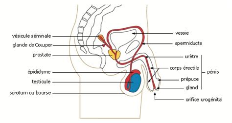 Cours De Svt Fonctionnement De Lappareil Reproducteur Masculin Free