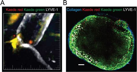In Vivo Photolabeling Of Tumor Infiltrating Cells Reveals Highly