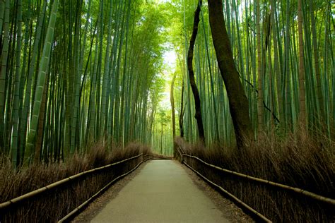 Wallpaper Nature Japan Nikon Kyoto Bamboo