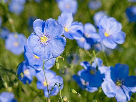 Blue Flax Flowers Stock Image Image Of Leaf Bloom 192443491