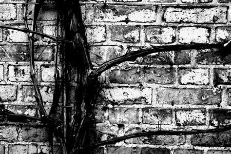 file black and white branch wikimedia commons