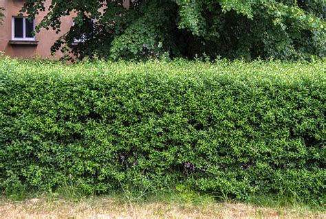 10 Best Evergreens For Hedges And Privacy Screens
