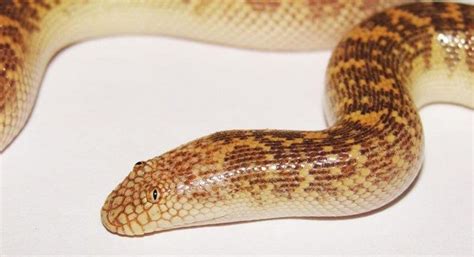 Arabian Sand Boa งูที่มีหน้าตาเหมือนออกมาจากการ์ตูน