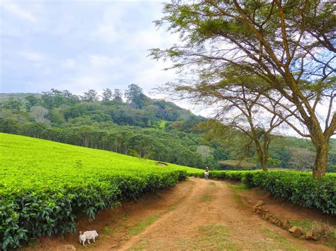 Birding For Pleasure Malawi Tea And Coffee Plantation