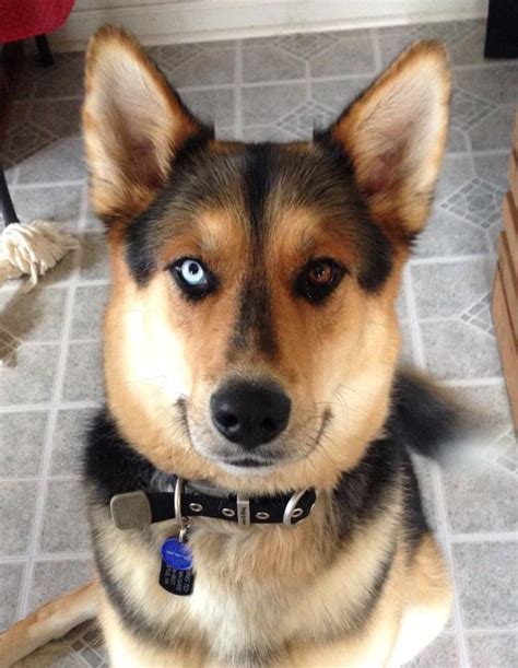 We briefly mentioned the german shepherd husky mix in our article about the 15 most popular german shepherd mix and hybrid dogs the gerberian shepsky, as it is also commonly called, is a mix breed dog between the german shepherd and siberian husky breeds. Husky German Shepherd mix - best dog ever! | Puppies ...