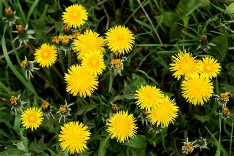 Can Dandelion Root Tea Cure Cancer Healthy Living Sg