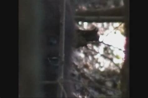 East Texan Who Studies Bigfoot Dna Says New Video Helps Prove Species