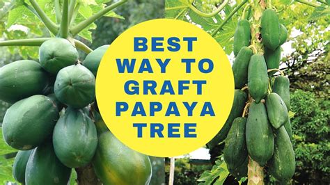 BEST WAY TO GRAFT PAPAYA TREE GRAFTING TECHNIQUES OF PAPAYA TREE PAPAYA TREE Mr