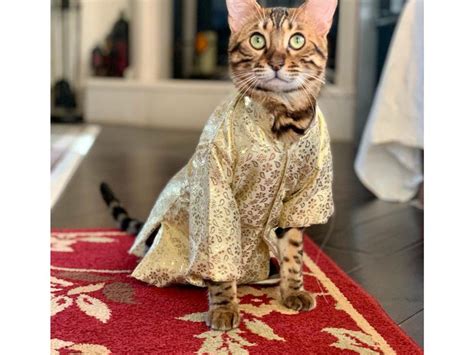 Cat Wears Sherwani Shermeowni Woman Dresses Up Her Cat In Desi