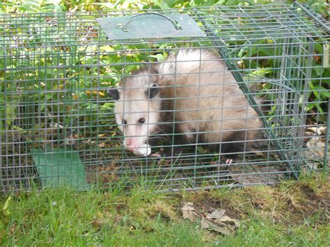 Possum Removal Opossum Trapping Services Bellevue Seattle And Sammamish