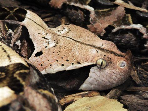Gaboon Viper By Coldedge Gaboon Viper Viper Beautiful Snakes