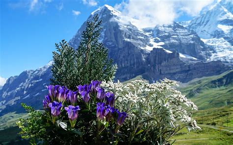 Swiss Alps Switzerland Mount Alps Flowers Hd Wallpaper Pxfuel