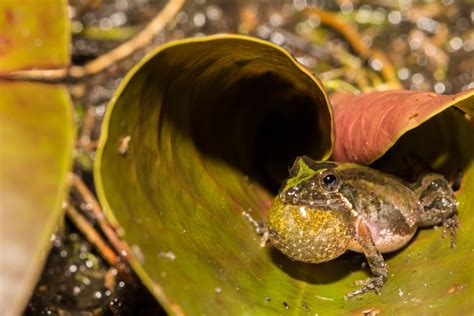 Everglades Wildlife Profile Florida Cricket Frog Captain Mitchs