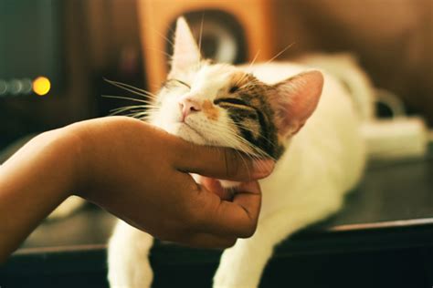 Top 15 Reasons To Adopt A Cat From A Shelter Richell Usa Inc