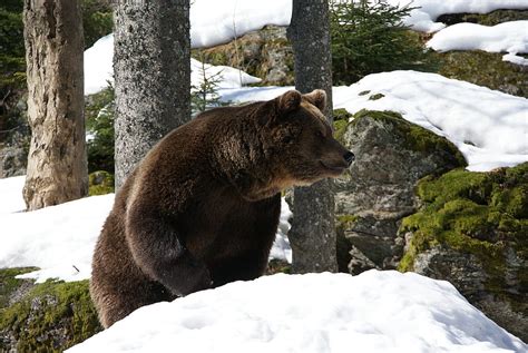 Animals Winter Trees Snow Bear Eurasian Bear Hd Wallpaper Pxfuel