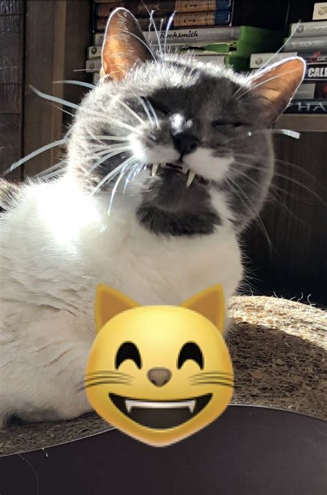My Cat Looking Like The Smiling Cat Emoji Cats