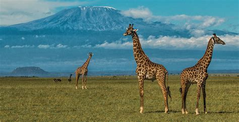 Amboseli National Park Kenya Wildlife Safari Destinations