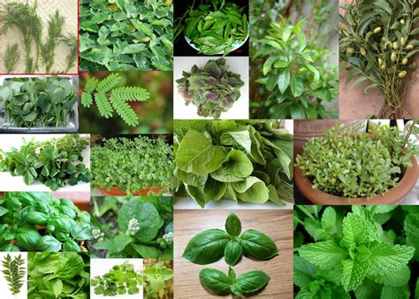 list of 1 000 herbs and remedies against cancer best herbal health
