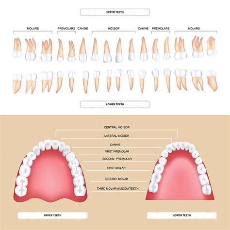 best tooth illustrations royalty free vector graphics and clip art istock