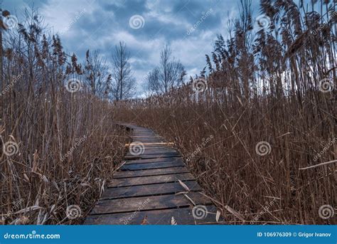 Swamp Walking Path Stock Image Image Of Cloudscape 106976309