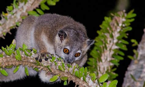 Lemurs Sportive Lemurs New England Primate Conservancy