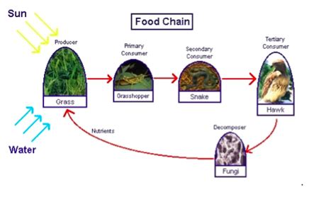 What Is The Food That Plants Wild Animals Or Human Eat