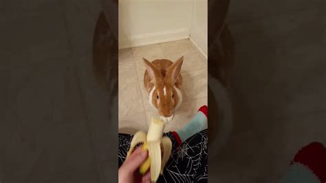 Cute Bunny Eating A Banana Youtube