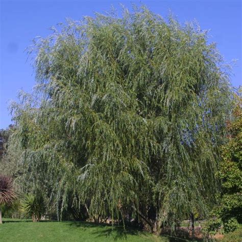 The name derives from the white tone to the undersides of the leaves. Trauerweide - Salix alba 'Tristis'