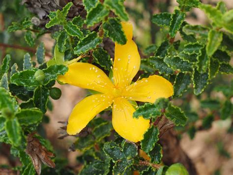 Hypericum, the genus of plants. St. John's Wort Review: Herbal Sunshine on a Cloudy Day ...