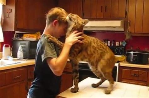 If you keep your cat's treats in a specific place and it sees you standing at that spot, then it may run over and start crying for a treat. That Adorable Pet Bobcat Isn't "Showing His Love" - The Dodo