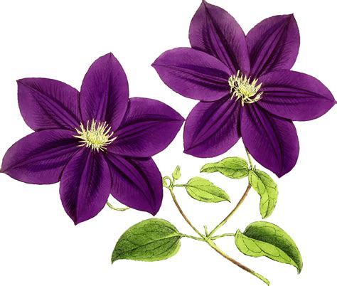 Purple Flower Drawing Hot Sex Picture